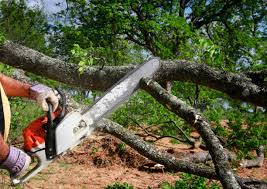 Best Lawn Renovation and Restoration  in Glen Gardner, NJ