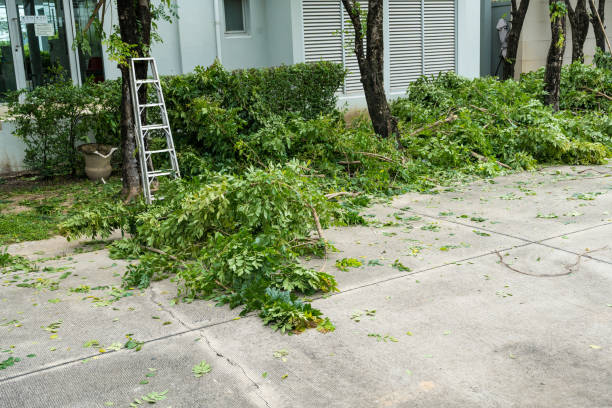 Trusted Glen Gardner, NJ Tree Removal Experts
