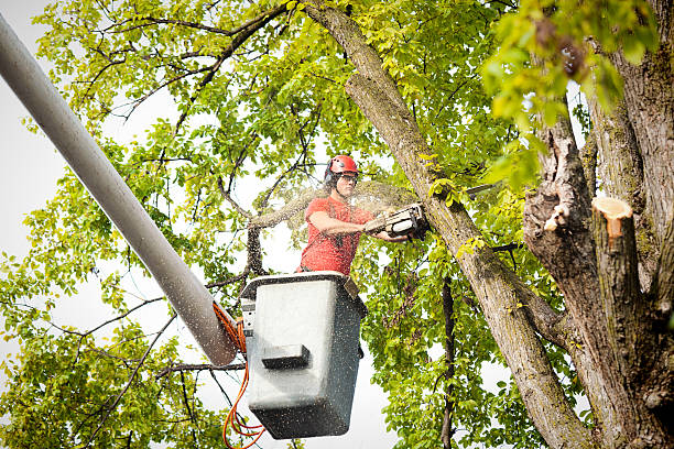 How Our Tree Care Process Works  in  Glen Gardner, NJ